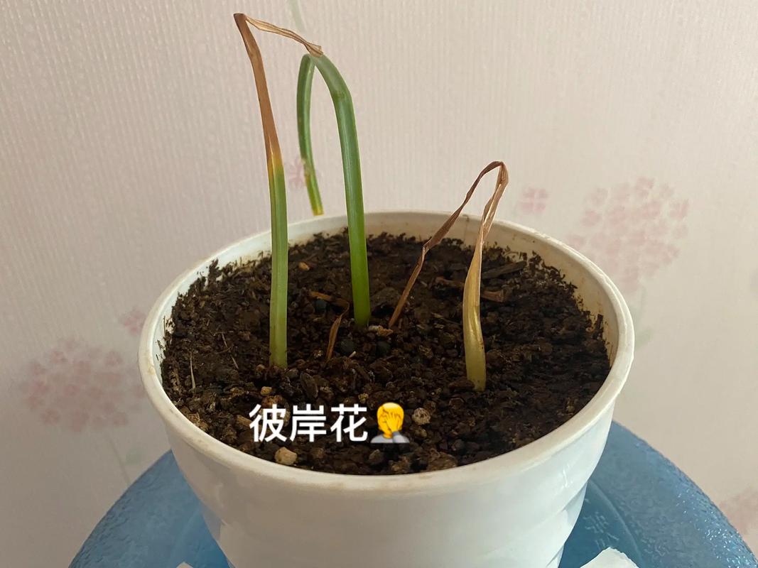 彼岸花如何在花盆里种植?