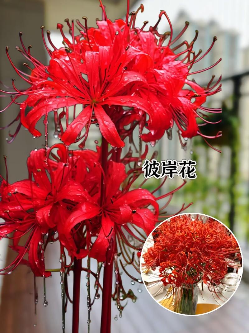 彼岸花用什么盆种植,夏季可以给彼岸花换盆吗