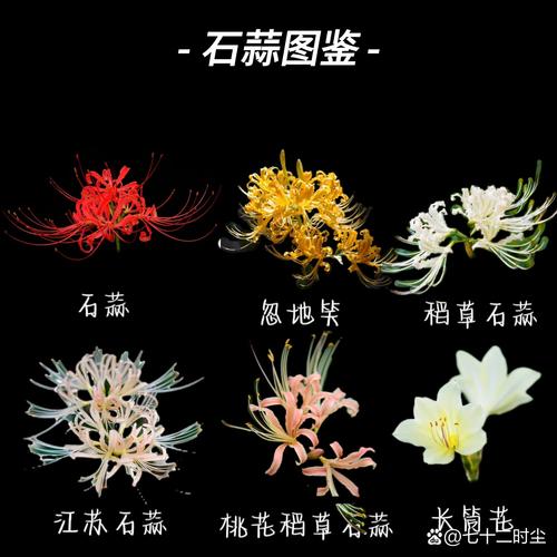 彼岸花一盆种几颗合适