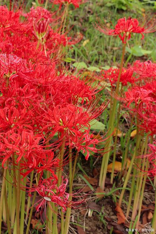 彼岸花适合哪种形状花盆养?