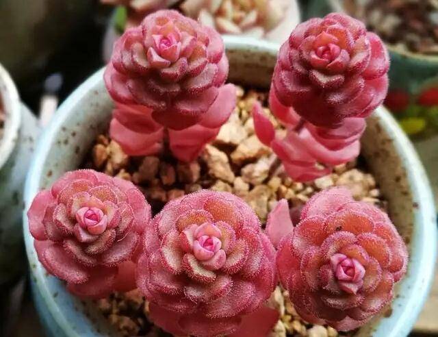 春之奇迹徒长怎么办，多肉春之奇迹种植方法