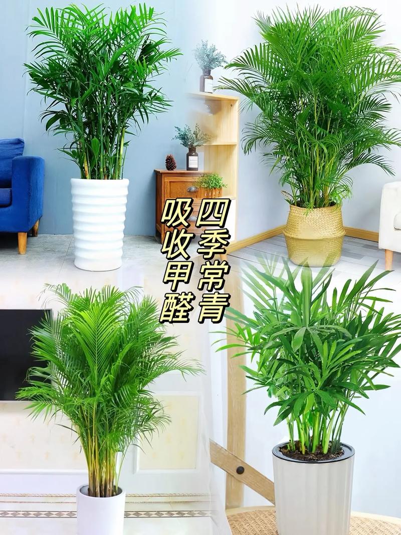 散尾葵能净化什么