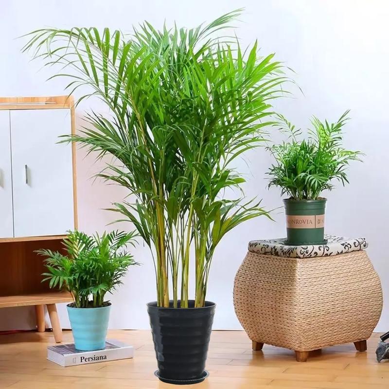 散尾葵对家居环境的作用有哪些(图)