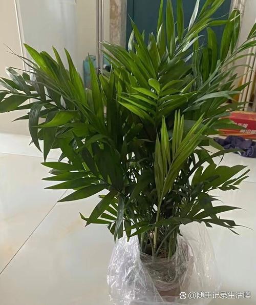 散尾葵的风水作用