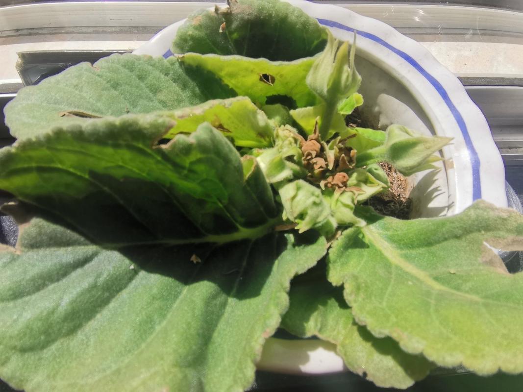 大岩桐花苞没开就蔫了