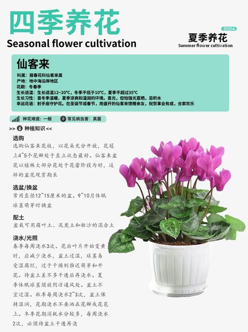 仙客来夏天怎么修剪