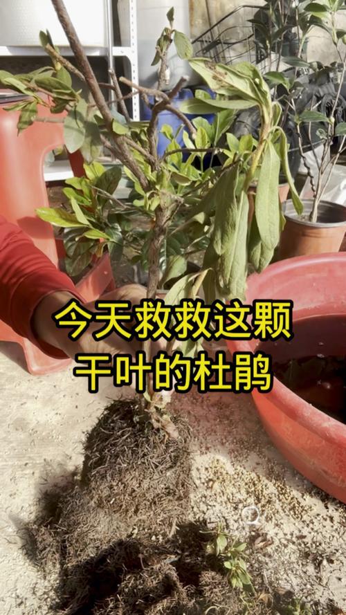 杜鹃掉叶子如何挽救