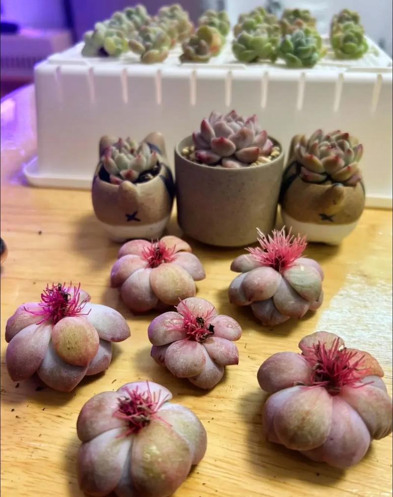 多肉植物发芽生根了怎么种植
