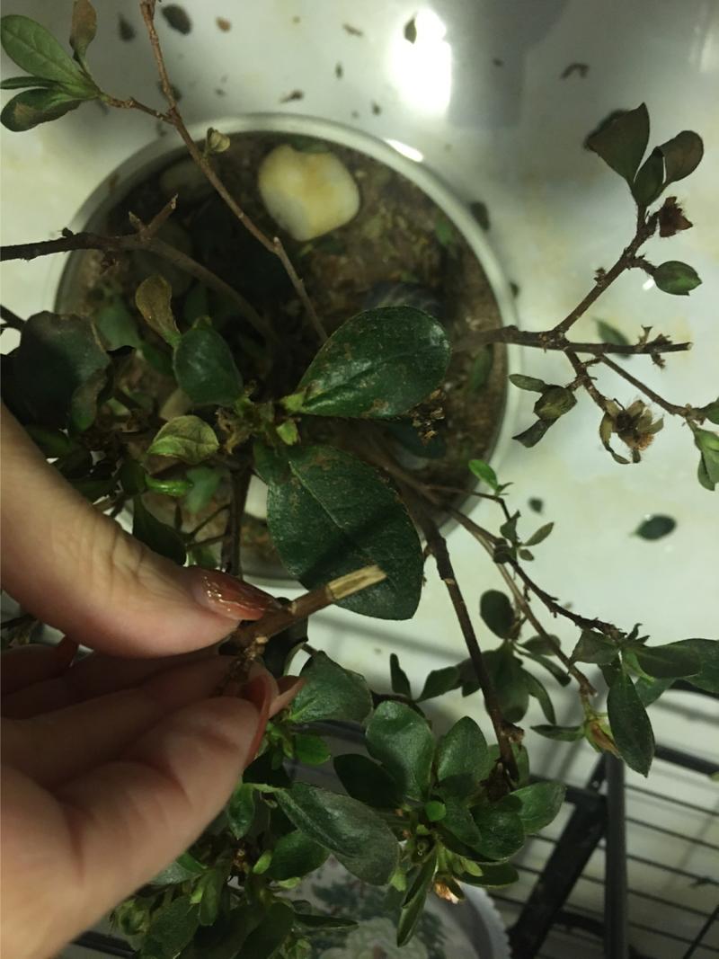 杜鹃花叶子一碰就掉