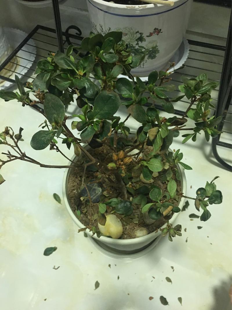 杜鹃花肉质.叶子一碰就掉不治好就只剩根了!