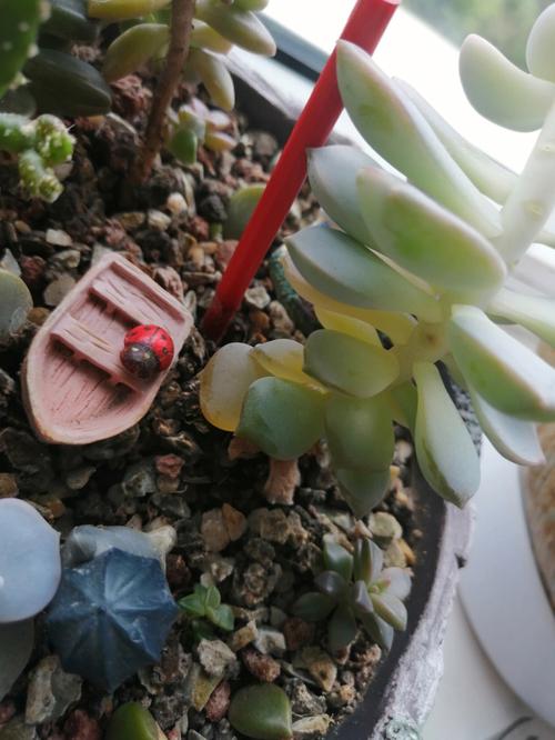 杜鹃多肉...叶子一碰就掉,再不治只剩根了!