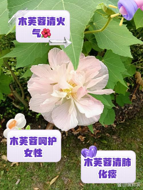 木芙蓉花的功效与作用及食用方法
