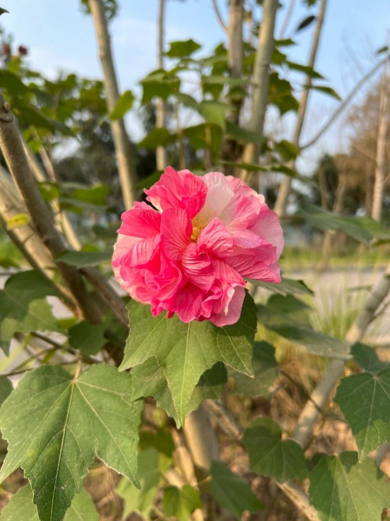 木芙蓉花有毒吗?木芙蓉花可以在家里养吗?木芙蓉作用介绍!