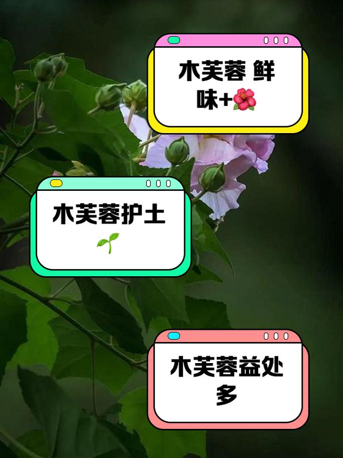 木芙蓉有什么功效与作用?带你了解木芙蓉的各种功效和作用!