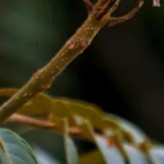火焰树的繁殖方法及注意事项