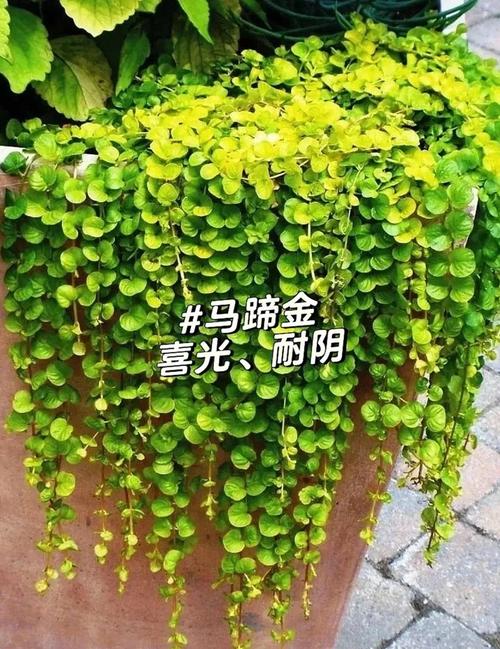 阳台如何养火焰树