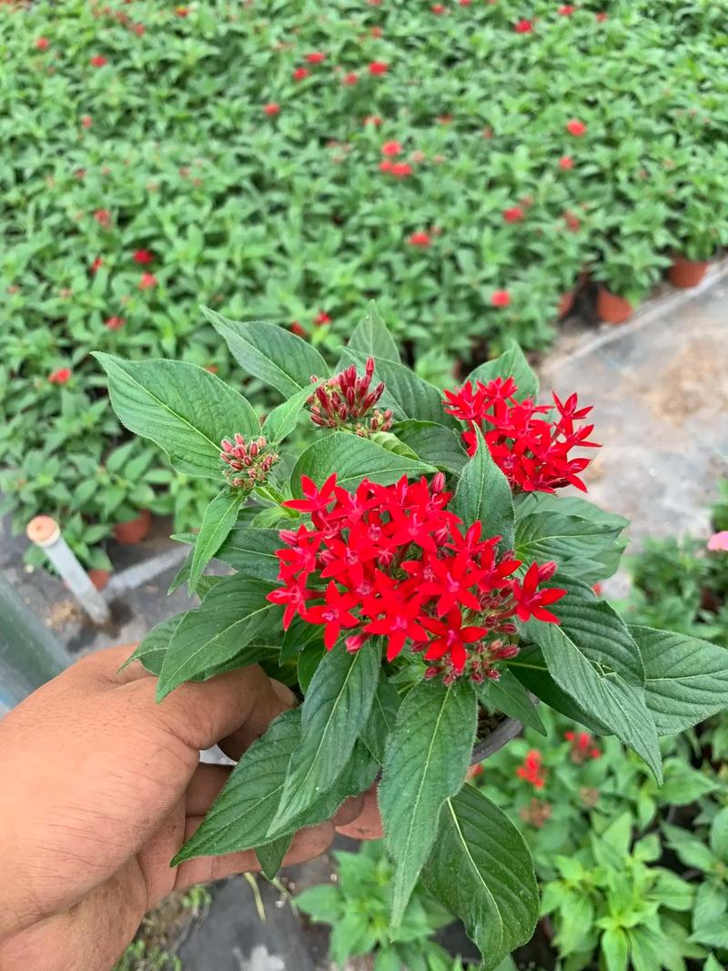 繁星花的养殖方法和注意事项