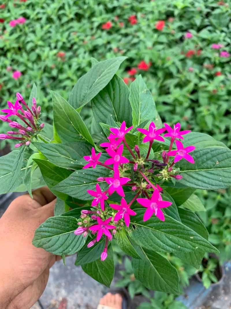 繁星花如何养殖
