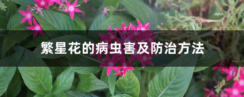 繁星花主要病虫害及其防治