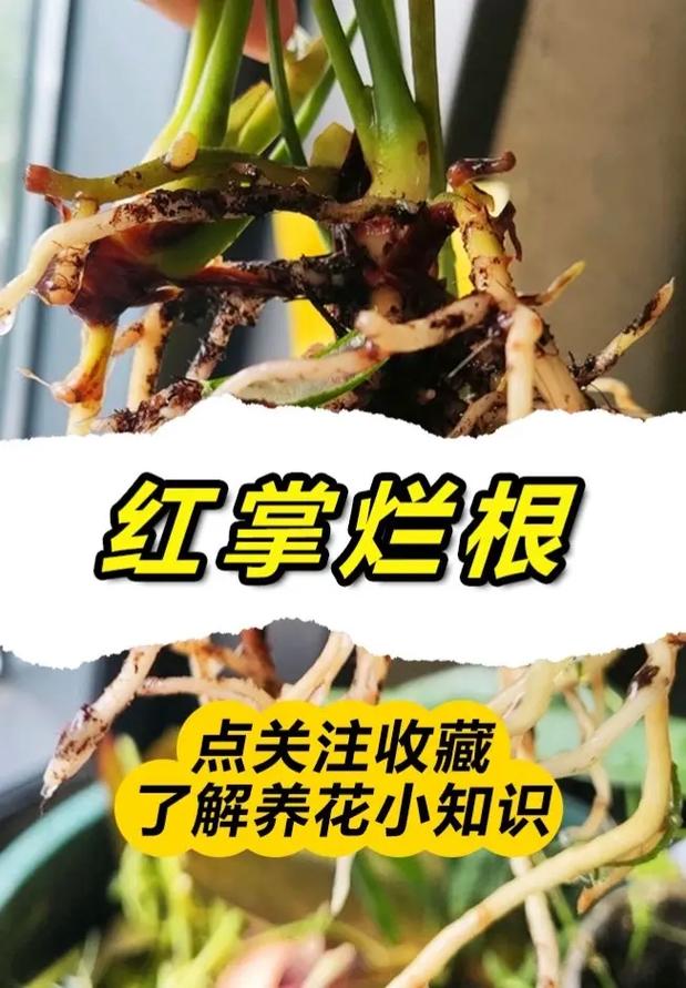 红掌叶子发黄怎么补救