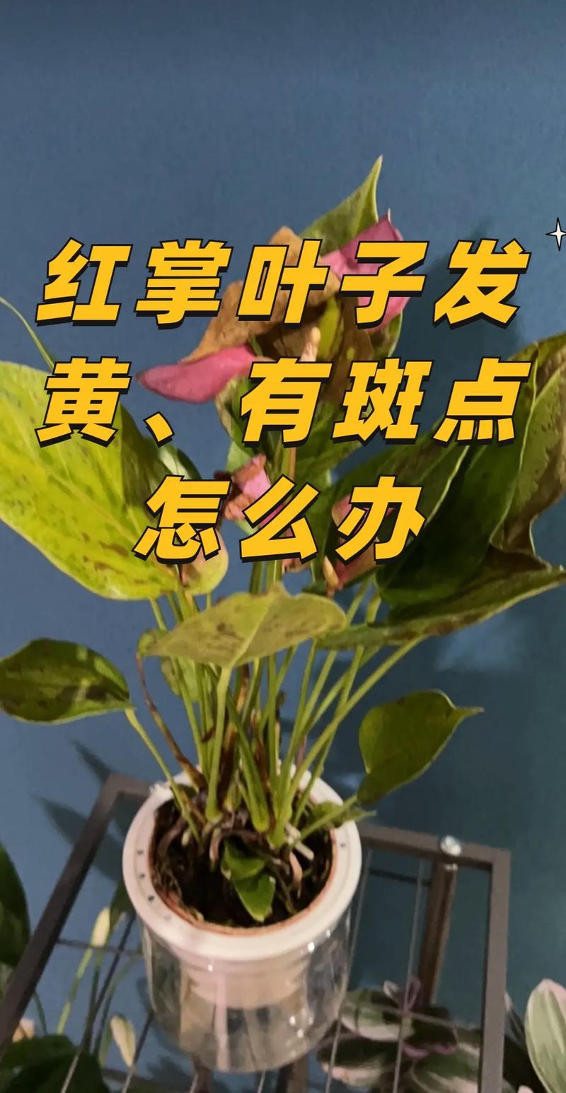 红掌叶子发黄怎么办