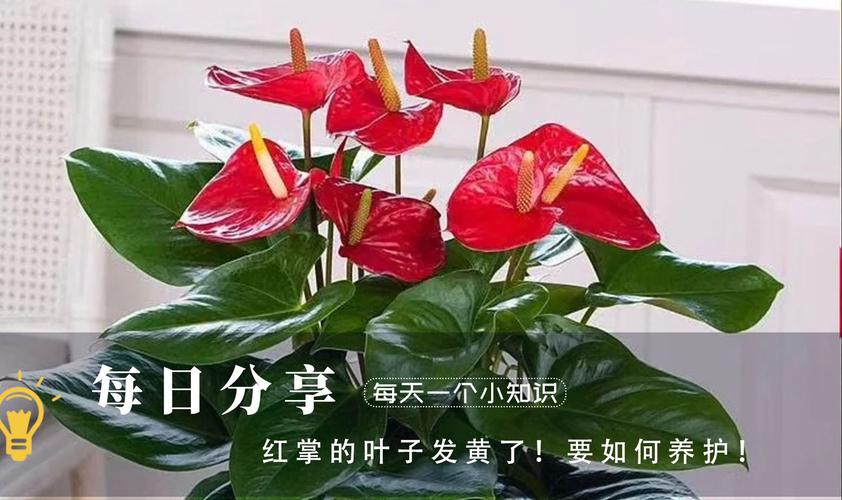 红掌叶子变黄了怎么办