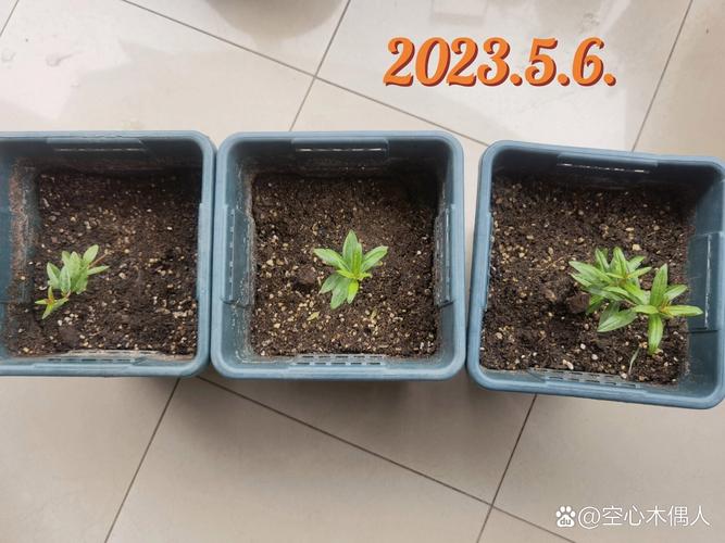 石榴种子怎么种