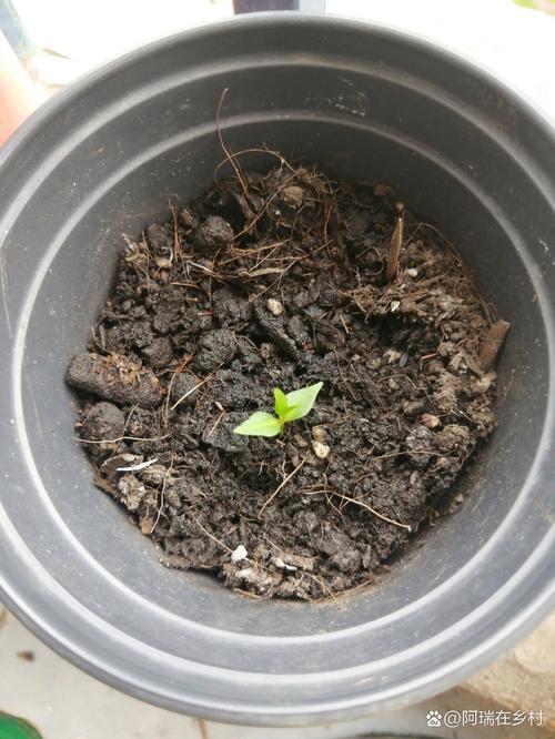 石榴种子怎么种才能发芽