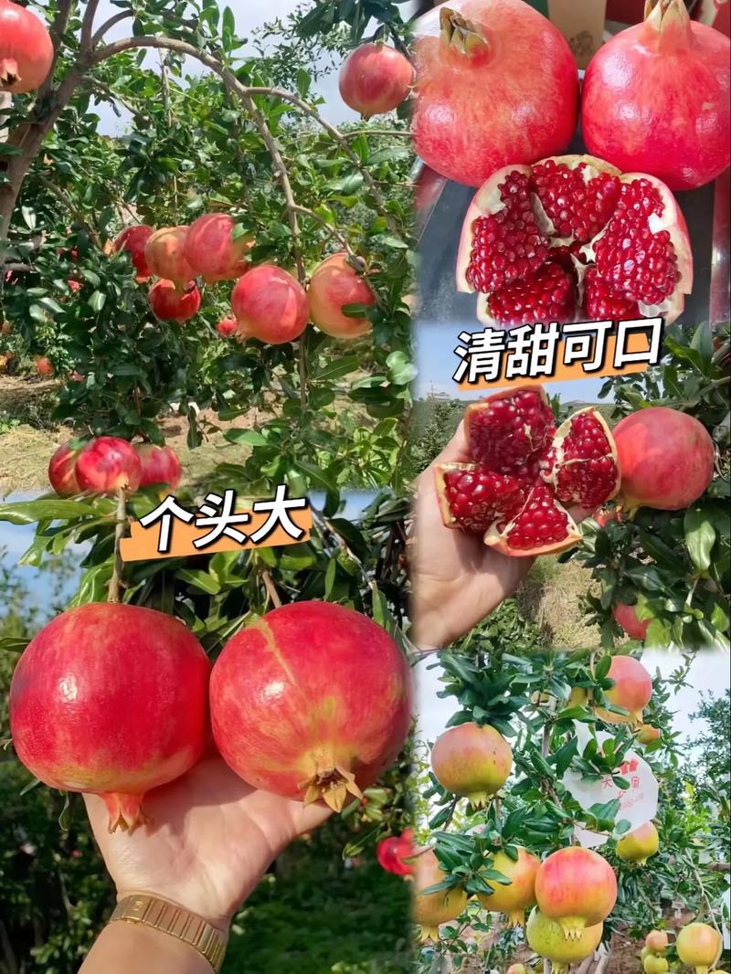 石榴籽种植方法