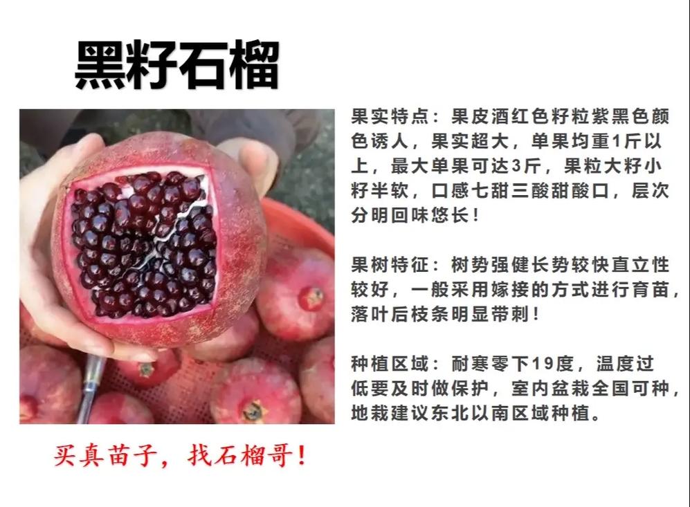 石榴种子怎么种植