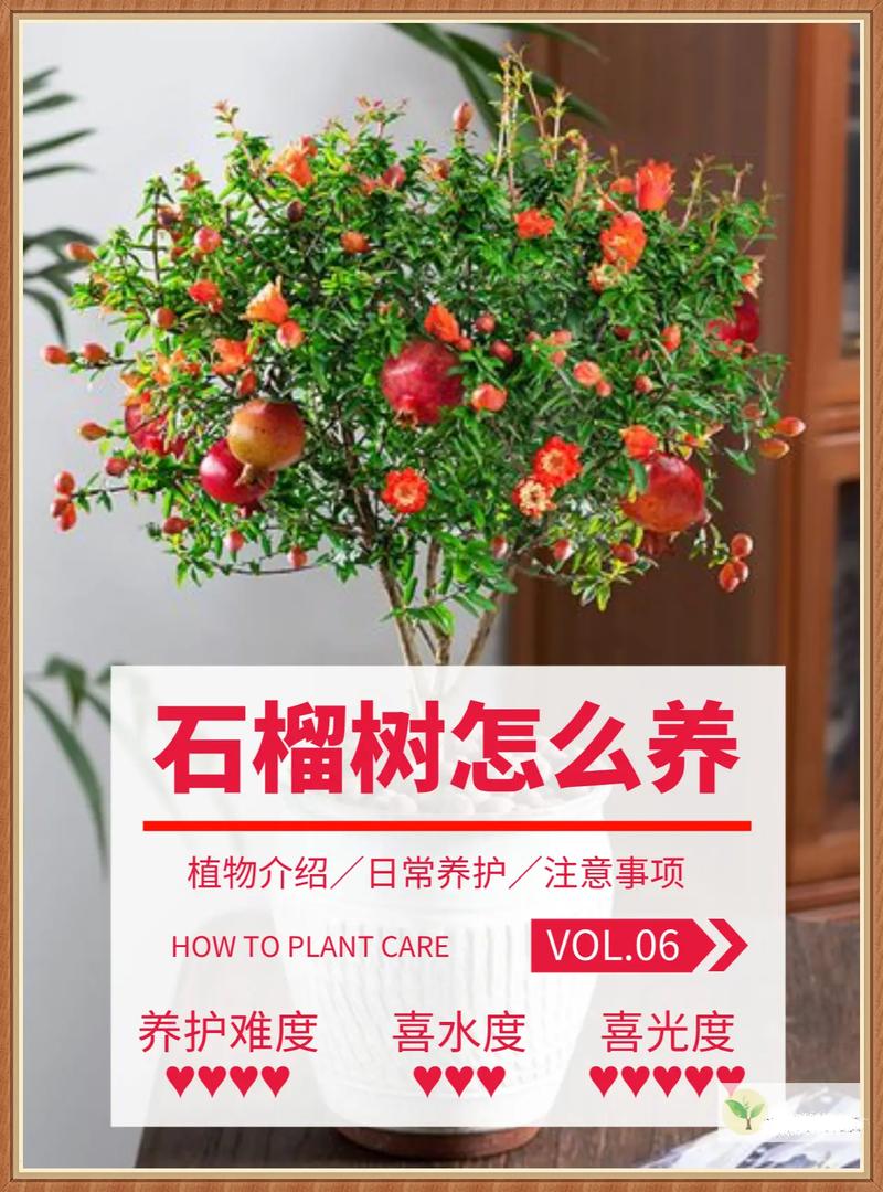 怎样用石榴籽种石榴树