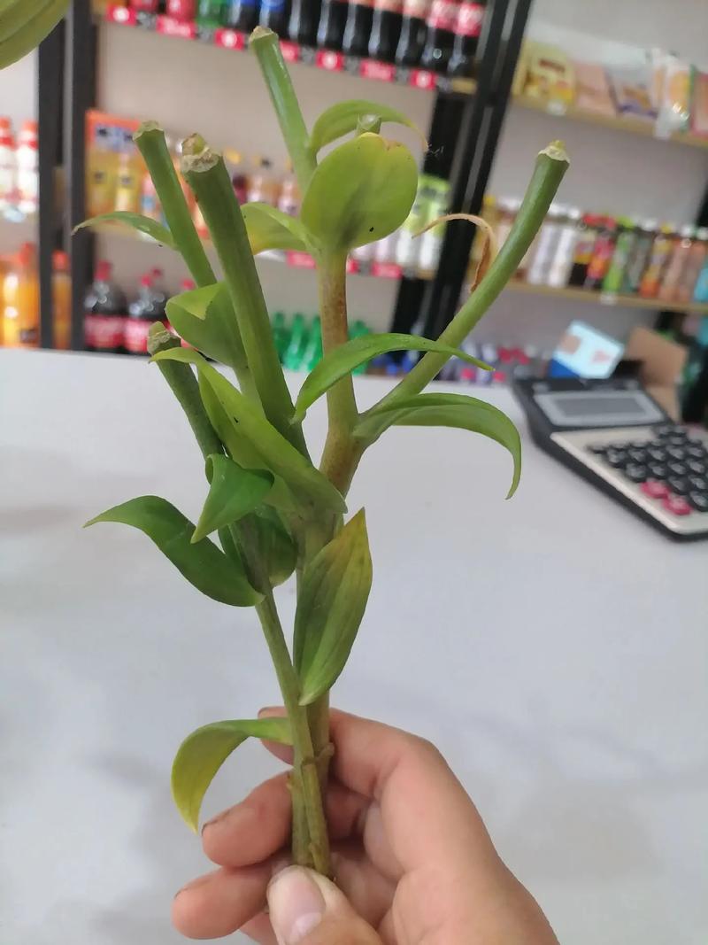 百合花太高了怎么剪