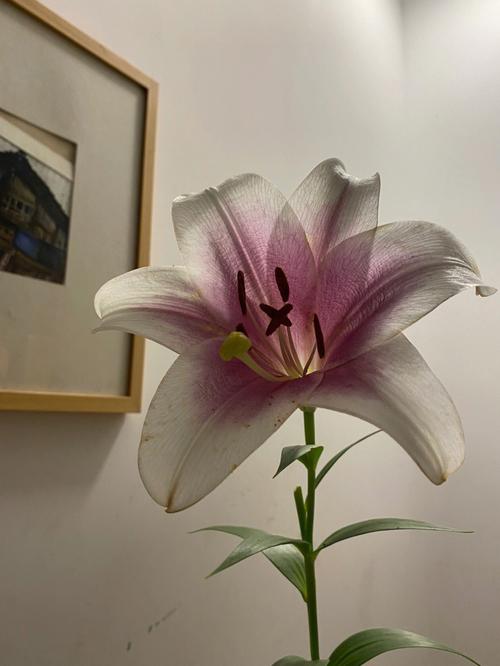 百合花怎么剪