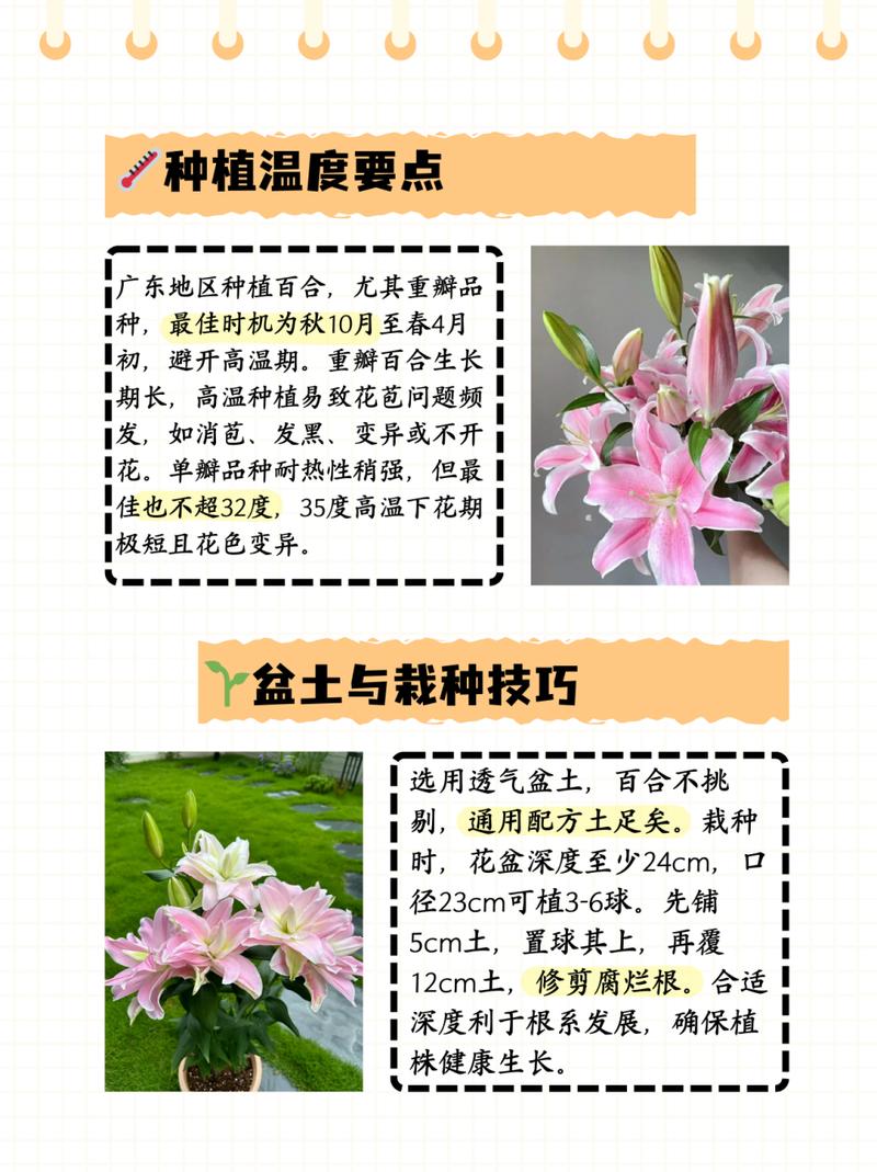 百合花的修剪方法和注意事项