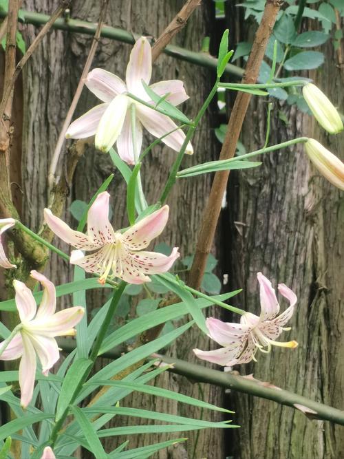 百合花开完花后怎么修剪