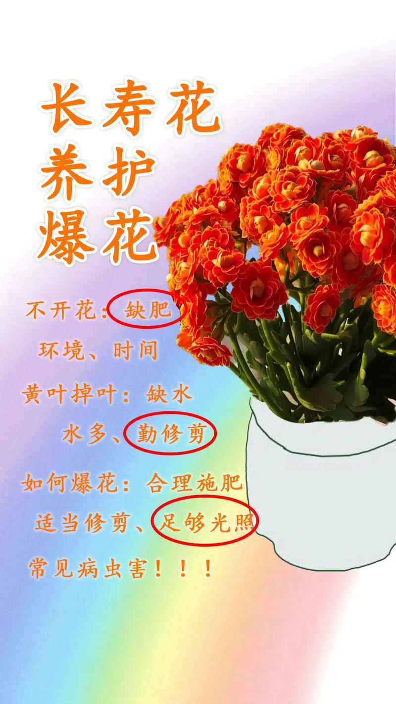养花有什么好处?