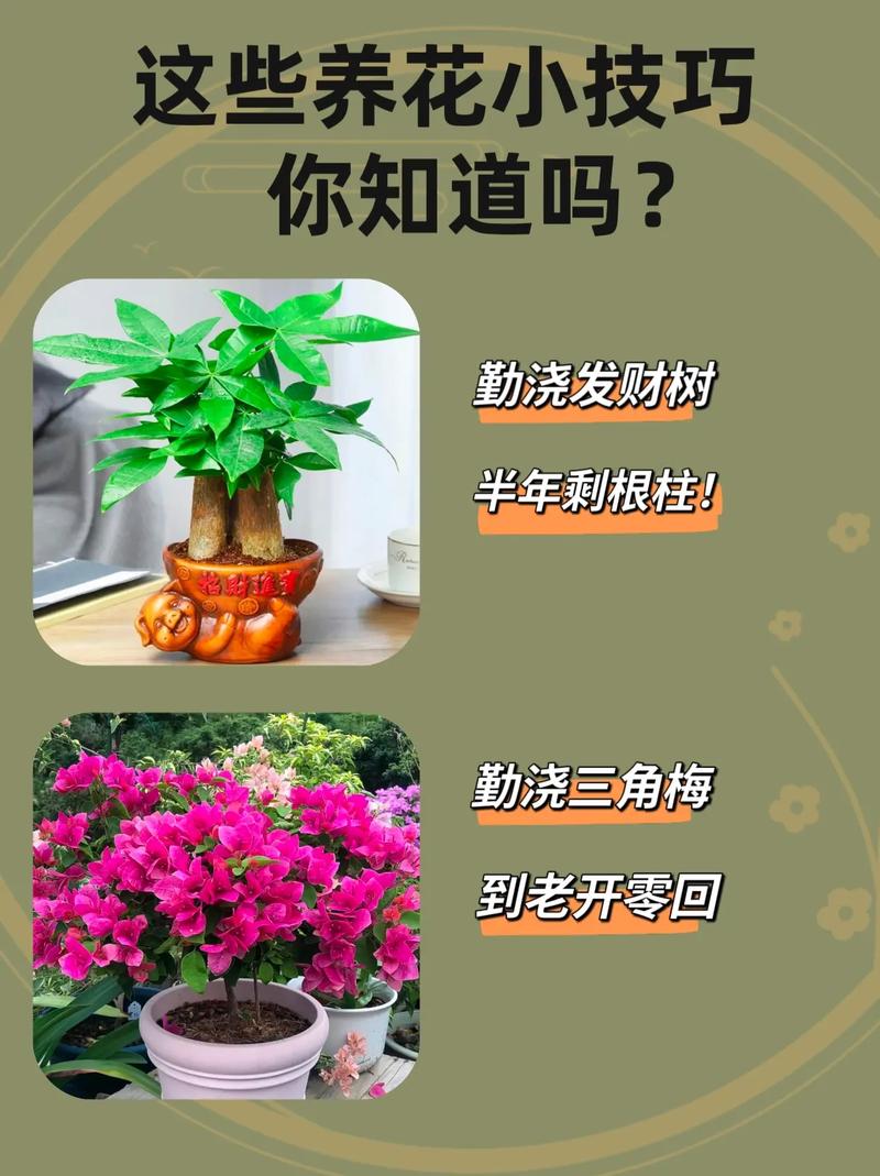 养花的好处