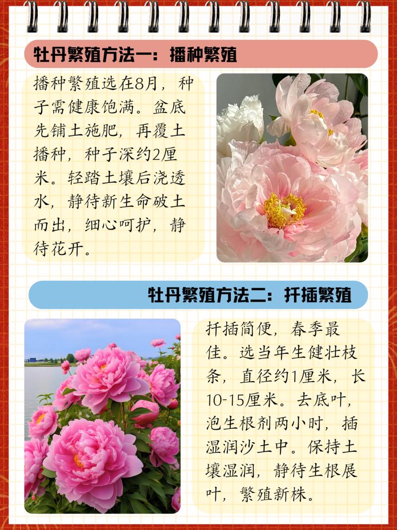 养花的好处和意义