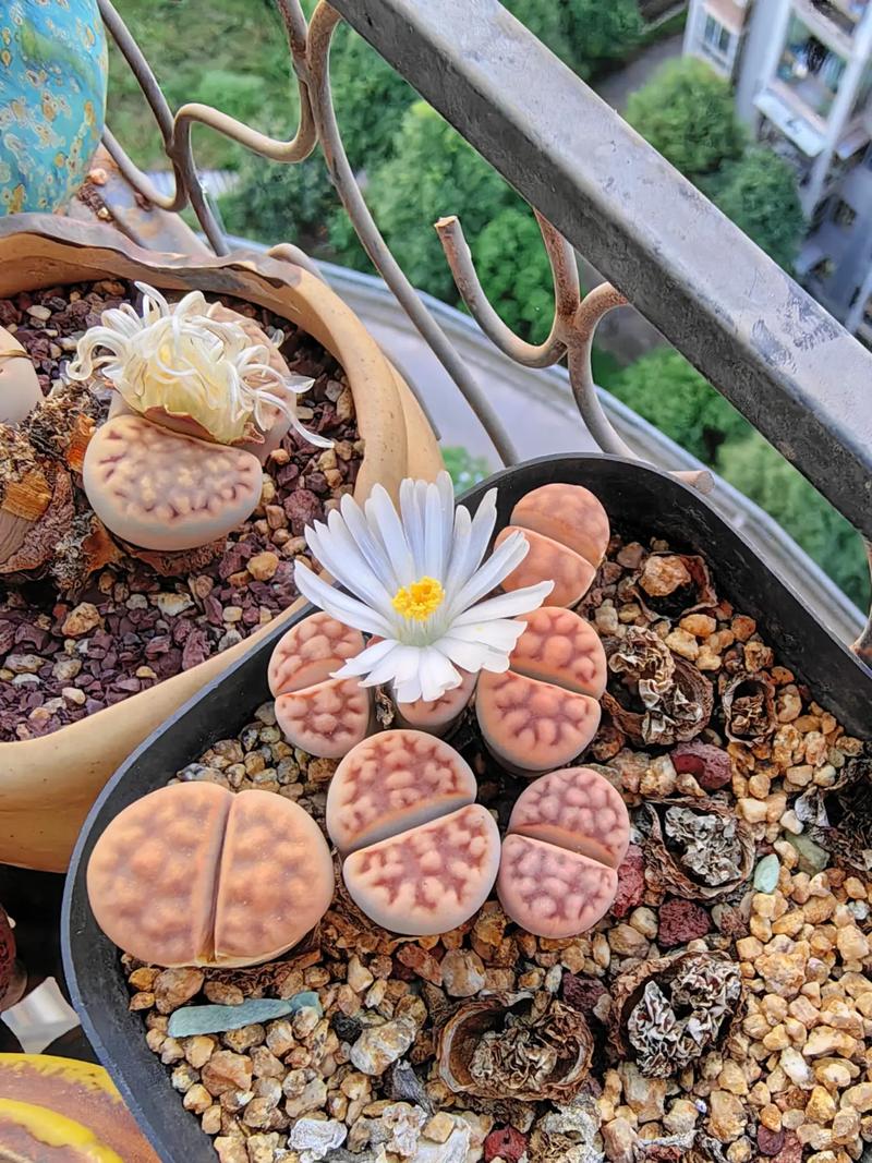 生石花一般在一天的什么时候开花