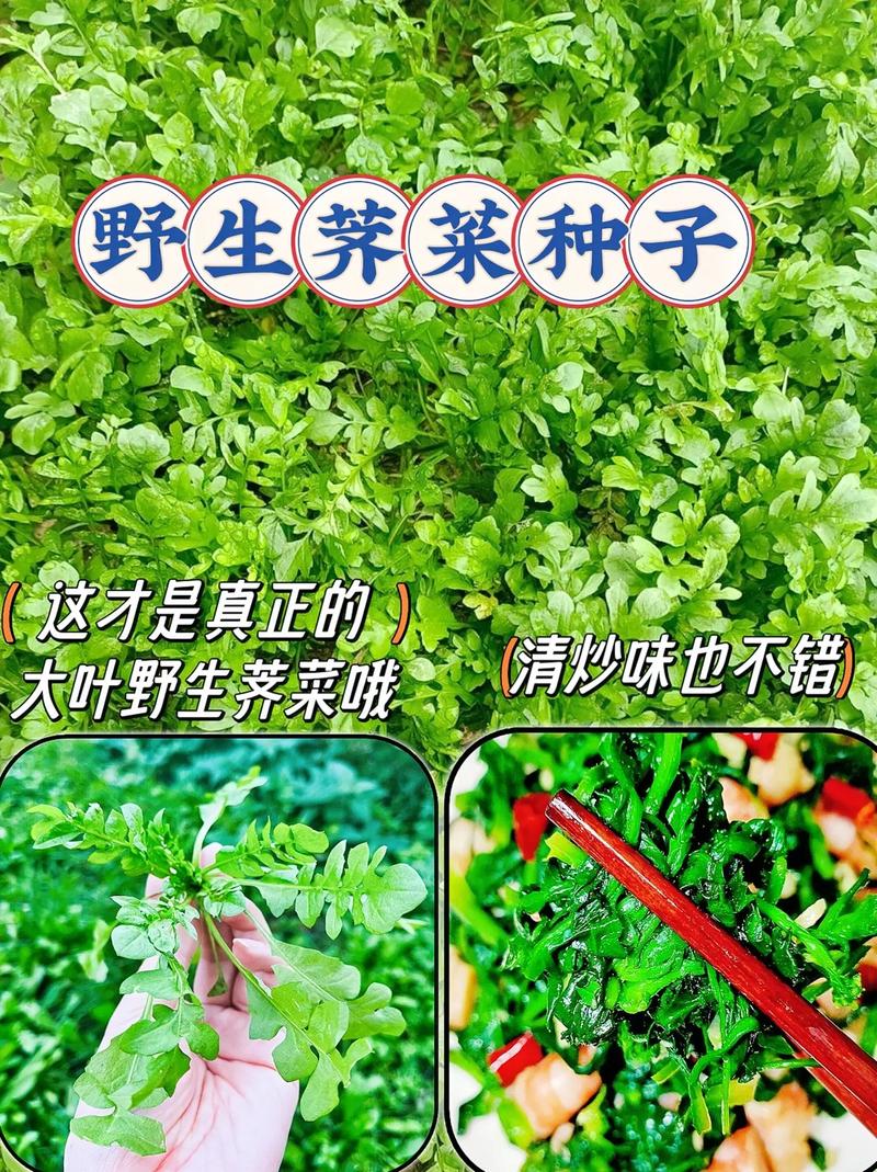 天冷就吃这种“野菜”,种子撒一把,30天长成一盆