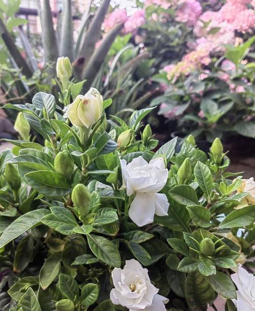 听说,栀子花养得好,冬天也能开花?是否真的?该怎么养?