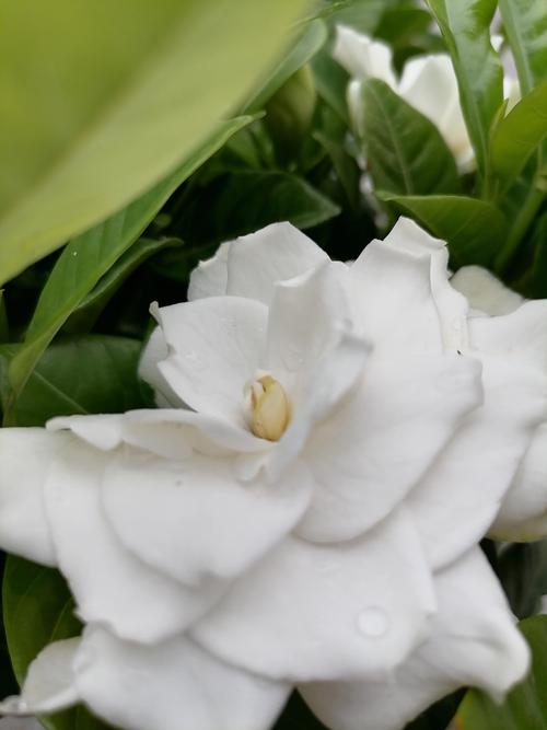 栀子花什么季节开花?花期多长?怎样才让它开花?它喜欢什么环境?