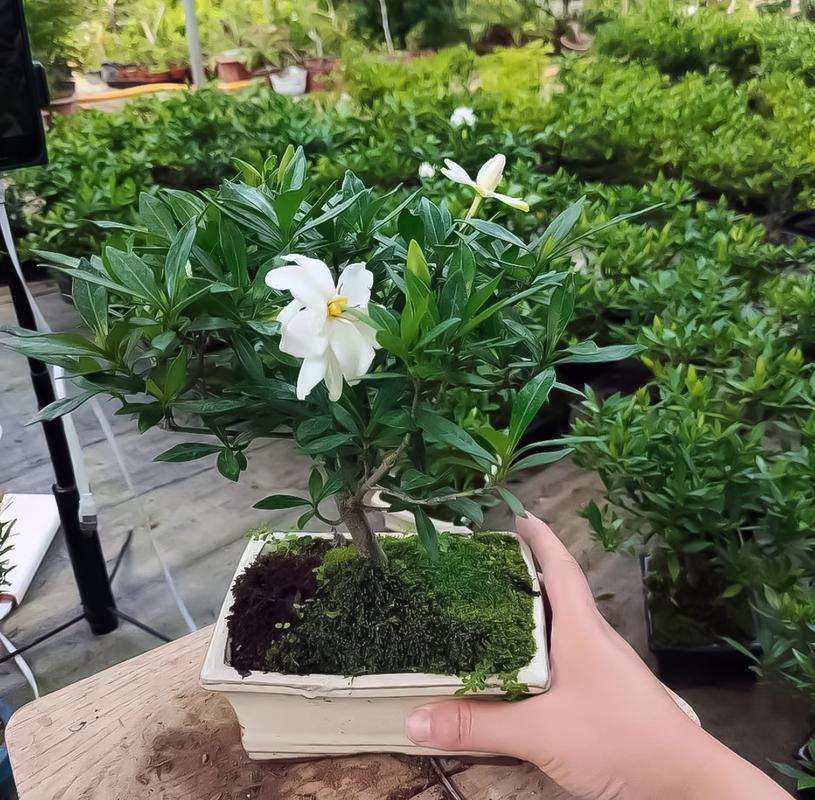 栀子花的花期有多长?要怎么养护呢?