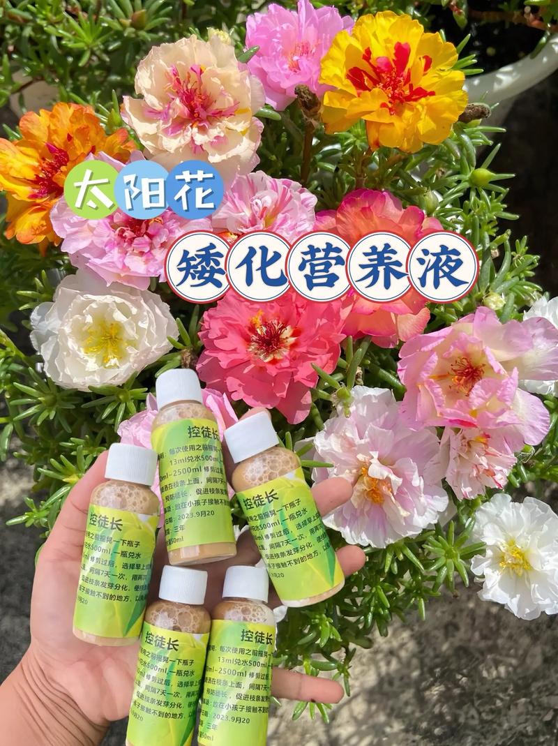 太阳花用什么肥料好