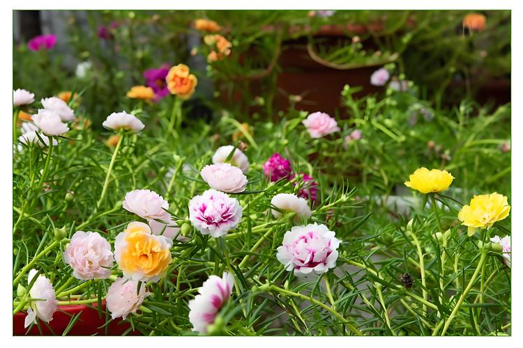 太阳花施什么肥才能花大叶盛