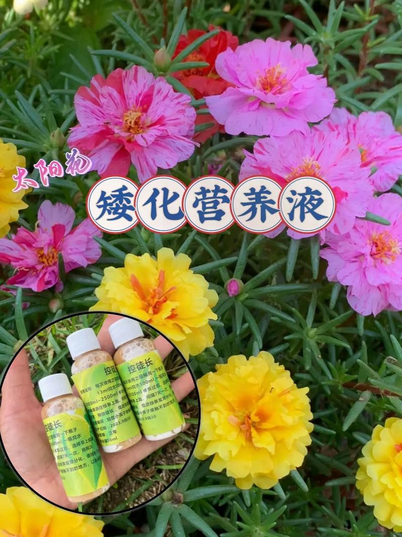 太阳花施肥方法,用什么肥好