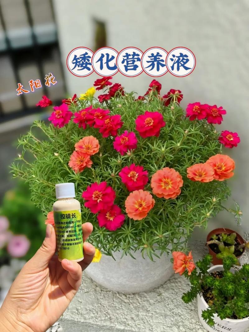 太阳花用什么肥料花开大鲜艳
