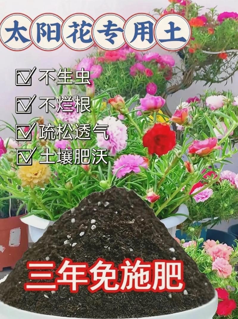 太阳花喜欢什么肥料,太阳花施肥的方法