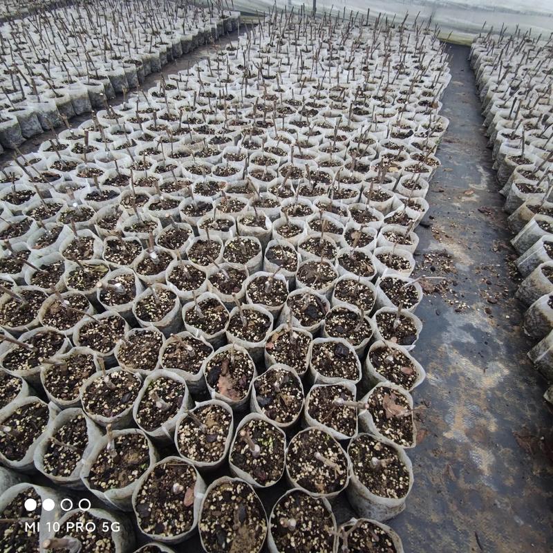 【植物品种辨识】绣球?荚蒾?傻傻分不清楚