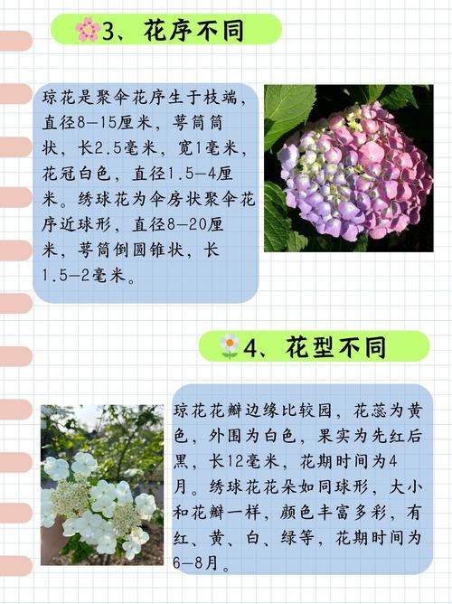 绣球荚蒾和绣球花的区别